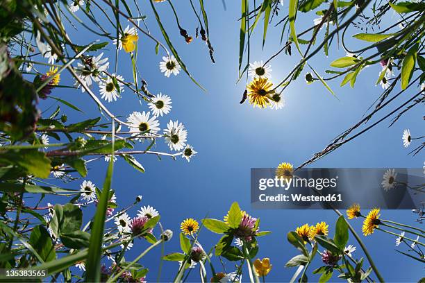 germany, bavaria, upper bavaria, irschenberg, upward view of flower meadow, close up - meadow stock pictures, royalty-free photos & images