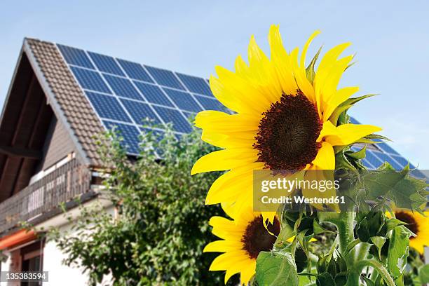 germany, cologne, sunflowers in front of house with solar panels - leaf on roof stock pictures, royalty-free photos & images