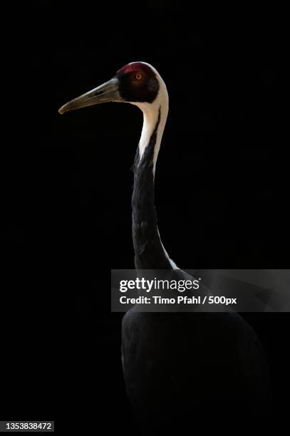 close-up of crane against black background,switzerland - japanese crane stock pictures, royalty-free photos & images