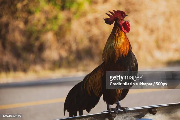 close-up of rooster on field,thailand - rooster crowing stock pictures, royalty-free photos & images