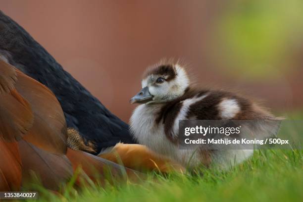 close-up of egyptian goose perching on grass - duckling stock pictures, royalty-free photos & images