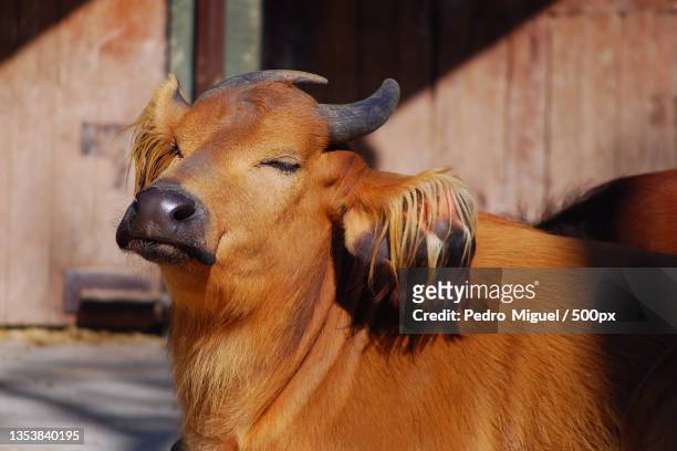 close-up of cow standing on field - takin stock pictures, royalty-free photos & images