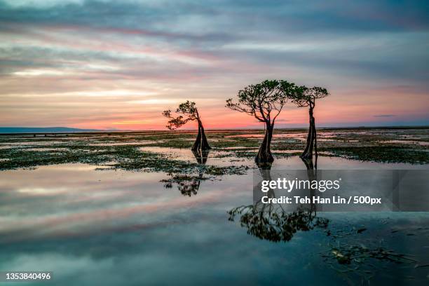 silhouette of tree by sea against sky during sunset,sumba,east nusa tenggara,indonesia - sumba stock pictures, royalty-free photos & images