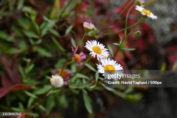 close-up of white flowering plant,auckland,new zealand - uncultivated stock pictures, royalty-free photos & images