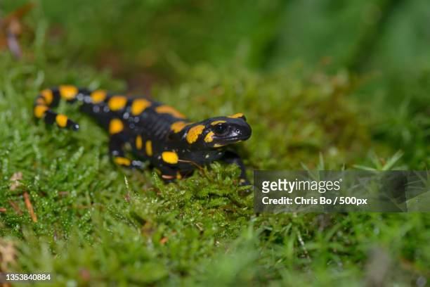 close-up of frog on field - feuer stock pictures, royalty-free photos & images