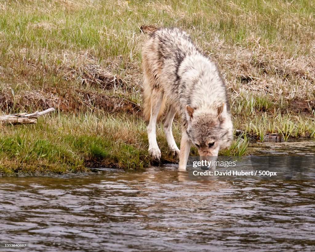 Grey Wolf drinking from lake,Yellowstone National Park,Wyoming,United States,USA