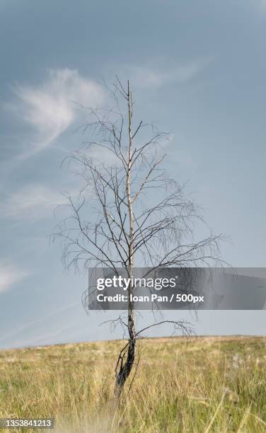 view of bare tree on field against sky,runcu,romania - kale boom stockfoto's en -beelden