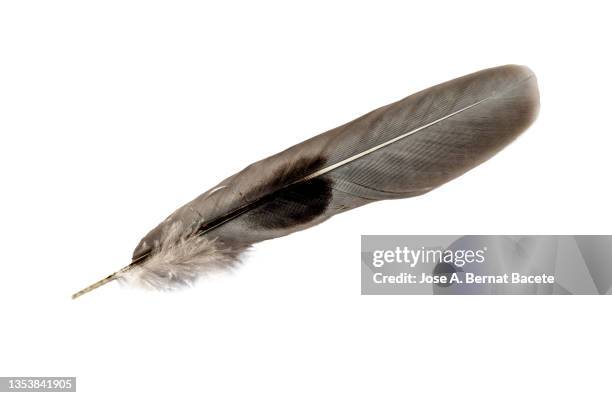 bird feather on a white background - falling feathers stock pictures, royalty-free photos & images
