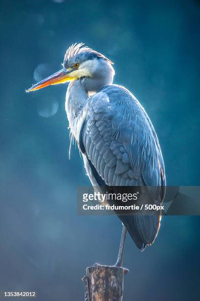 close-up of heron perching on wood,parc barbieux,france - blue heron stock pictures, royalty-free photos & images
