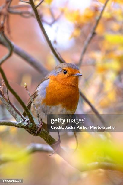 beautiful european garden robin red breast bird perched in autumn colours - bird on a tree stock-fotos und bilder