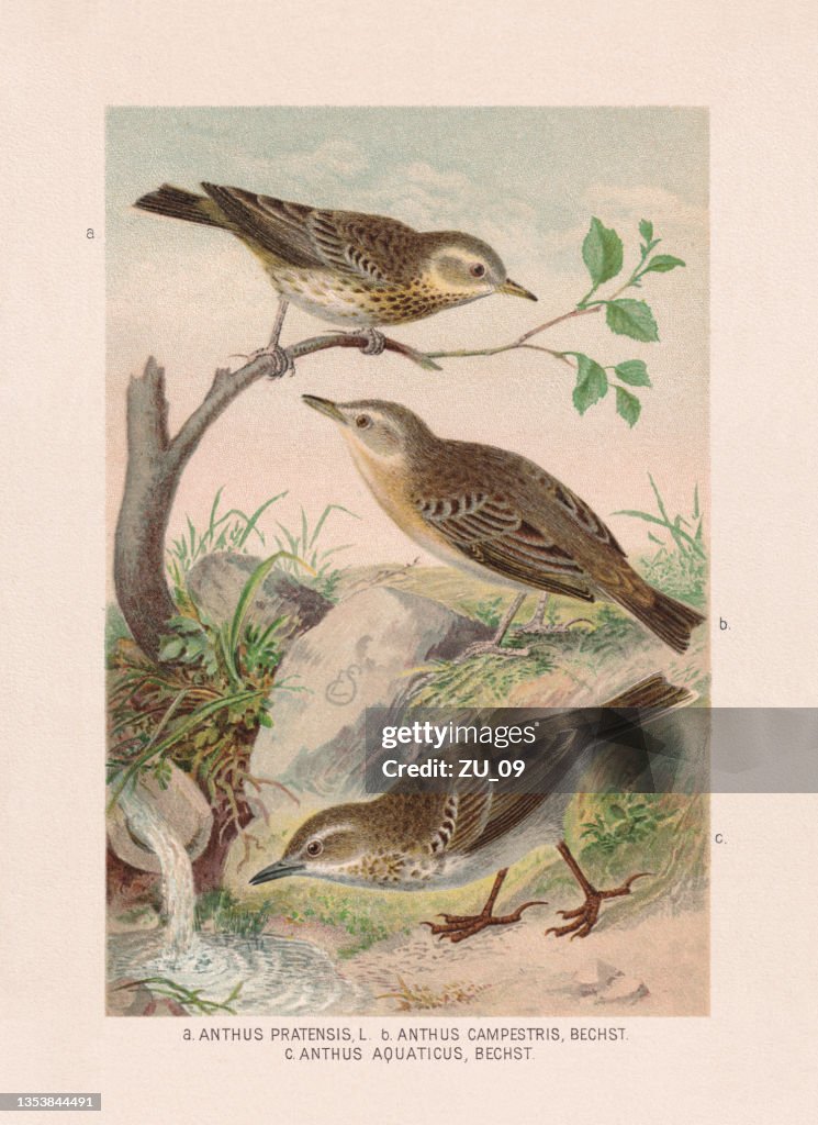 Passeriformes: pipits, chromolithograph, published in 1887