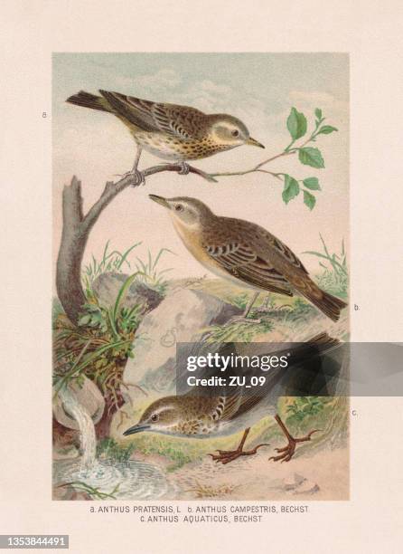 passeriformes: pipits, chromolithograph, published in 1887 - eurasian rock pipit stock illustrations