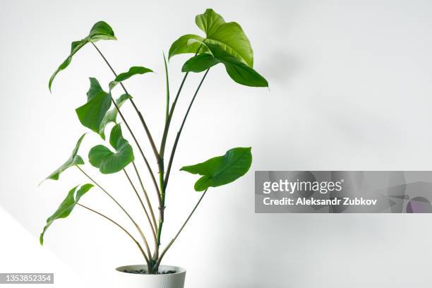 a bright living room with a houseplant. green leaves of a flower in a pot, against a white wall, at home or in the office. beautiful stylish modern design, minimalism. natural background. screen saver or wallpaper on the phone display. copy space. - zimmerpflanze stock-fotos und bilder