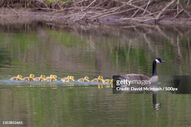 a canadian geese swimming,strathroy,ontario,canada - strathroy ontario stock-fotos und bilder