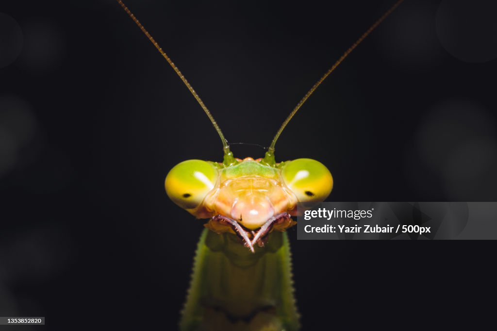 Close-up of insect on leaf against black background