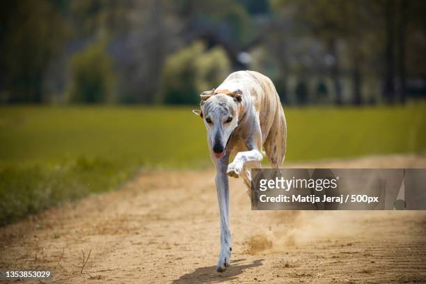 full length of greyhound running on dirt road,smlednik,slovenia - greyhounds imagens e fotografias de stock