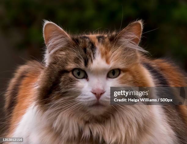 close-up portrait of cat,kempton park,south africa - kempton stock pictures, royalty-free photos & images