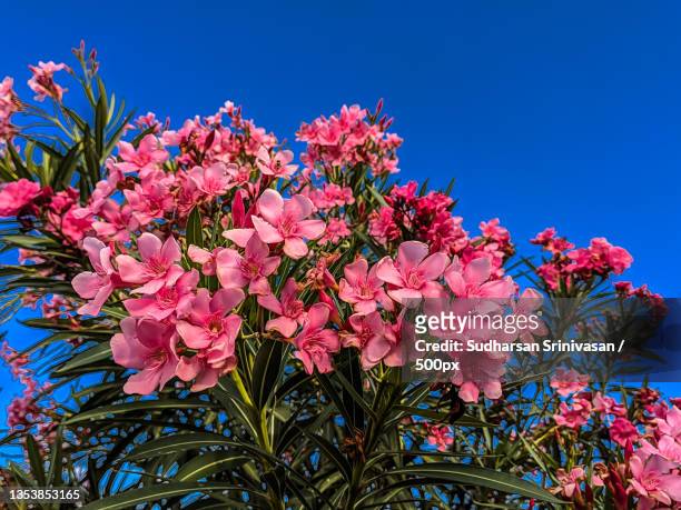 low angle view of pink flowering plant against clear blue sky - oliandro imagens e fotografias de stock