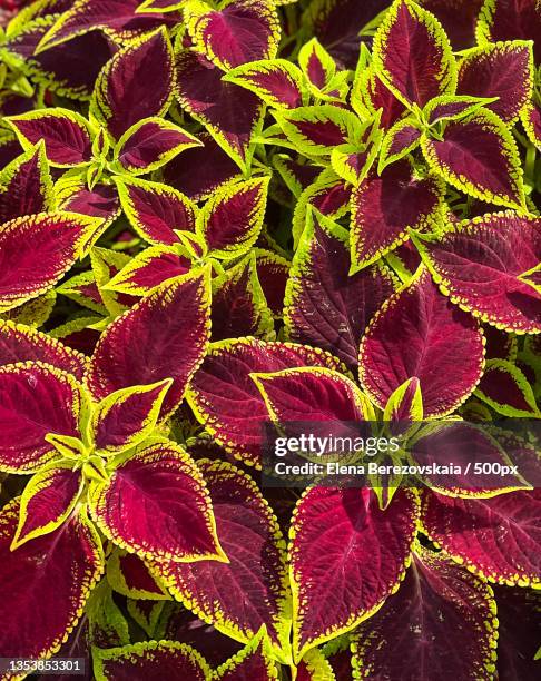 full frame shot of purple flowering plant - coleus stock pictures, royalty-free photos & images