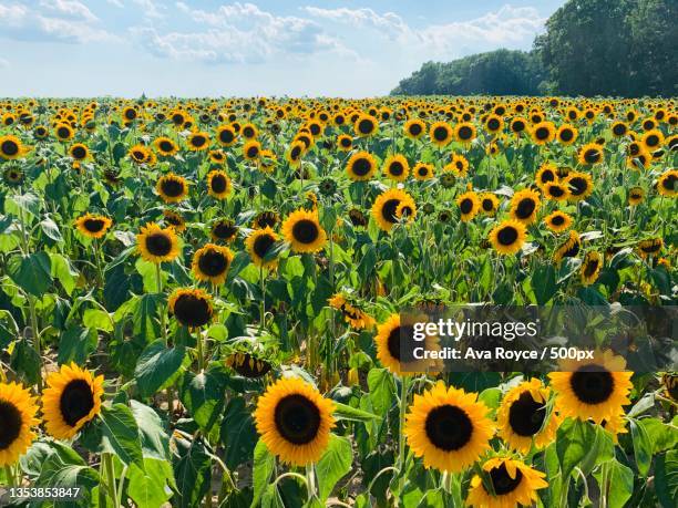 scenic view of sunflower field against sky,delaware,united states,usa - ava hardy stock pictures, royalty-free photos & images
