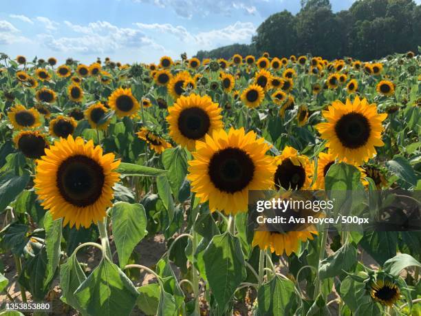 close-up of sunflower on field against sky - ava hardy stock pictures, royalty-free photos & images
