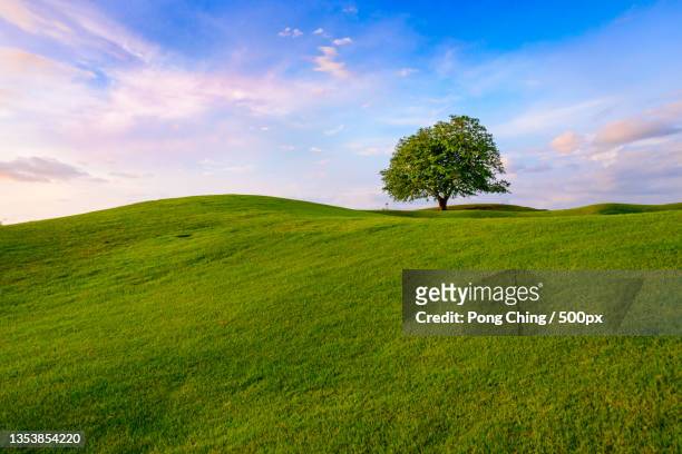 scenic view of grassy field against sky,costa rica - single tree stock pictures, royalty-free photos & images