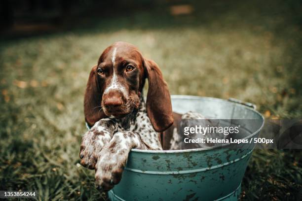 german short- haired pointer puppy in blue bucket,belo horizonte,state of minas gerais,brazil - german shorthaired pointer stock pictures, royalty-free photos & images
