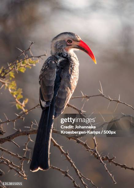 close-up of hornbill perching on branch - african grey hornbill stock pictures, royalty-free photos & images