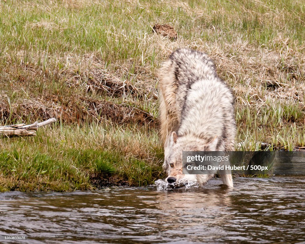 Grey Wolf drinking from lake,Yellowstone National Park,Wyoming,United States,USA