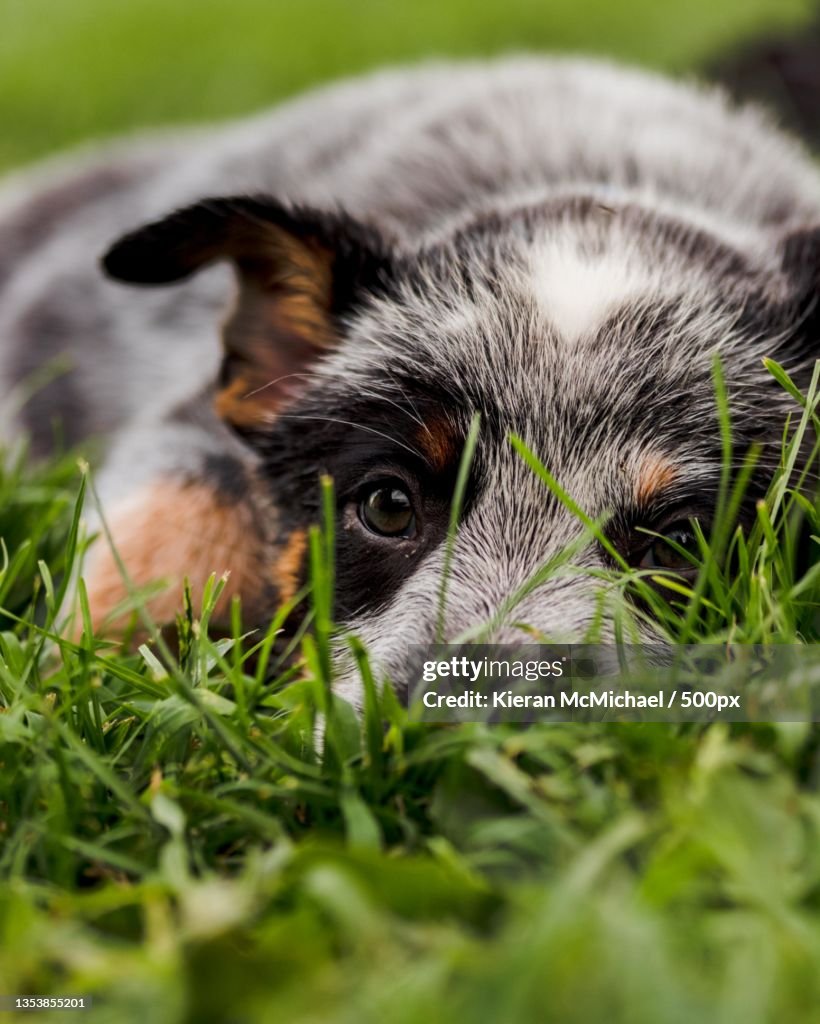 Close-up portrait of australian cattle dog on field
