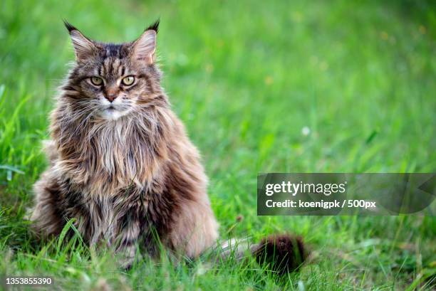 portrait of cat sitting on grass - sibirisk katt bildbanksfoton och bilder