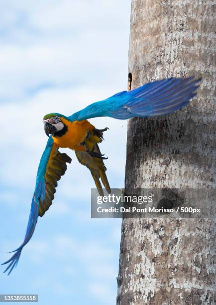 beautiful hyacinth gold and blue macaw parrot,brazil - endangered species bird stock pictures, royalty-free photos & images