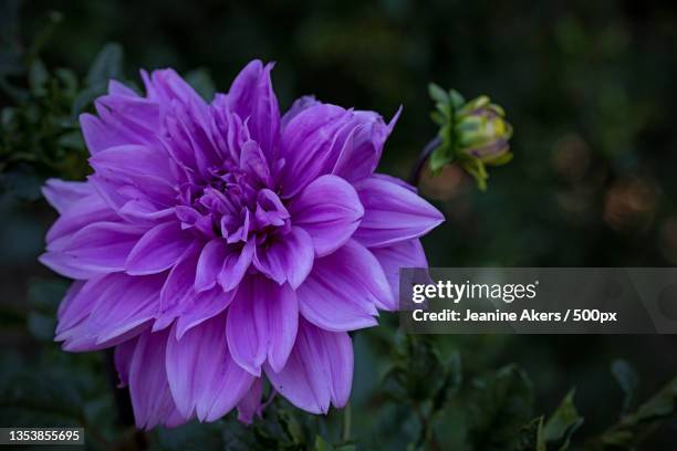 close-up of pink dahlia flower,santa rosa,california,united states,usa - santa rosa california stock pictures, royalty-free photos & images