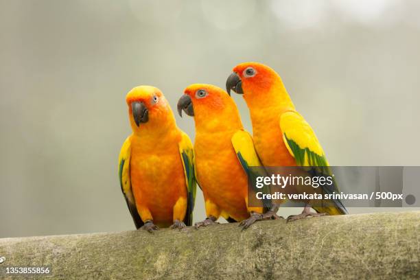 close-up of birds perching on wood - yellow perch bildbanksfoton och bilder