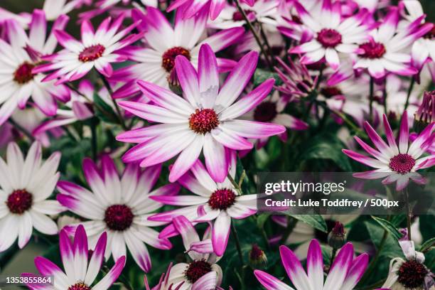 close-up of pink flowers,london,united kingdom,uk - cineraria stock pictures, royalty-free photos & images