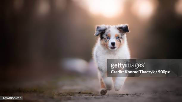 portrait of australian shepherd running on field,mielec,poland - australian shepherd dogs stock pictures, royalty-free photos & images