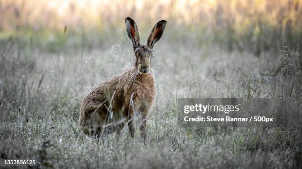 portrait of rabbit on field - lepus europaeus stock pictures, royalty-free photos & images