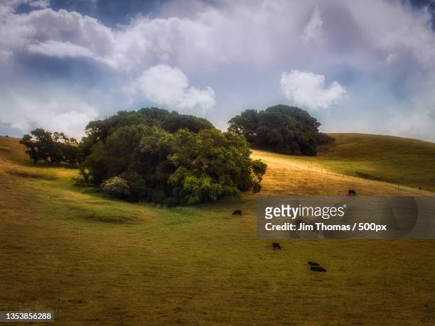 scenic view of trees on field against sky,petaluma,california,united states,usa - petaluma stock-fotos und bilder