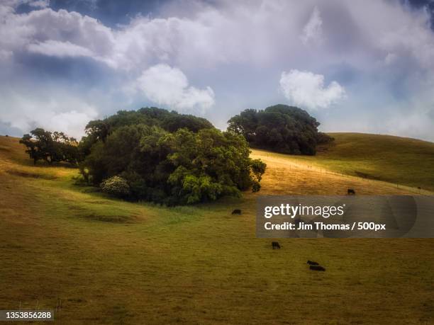 scenic view of trees on field against sky,petaluma,california,united states,usa - petaluma stock pictures, royalty-free photos & images