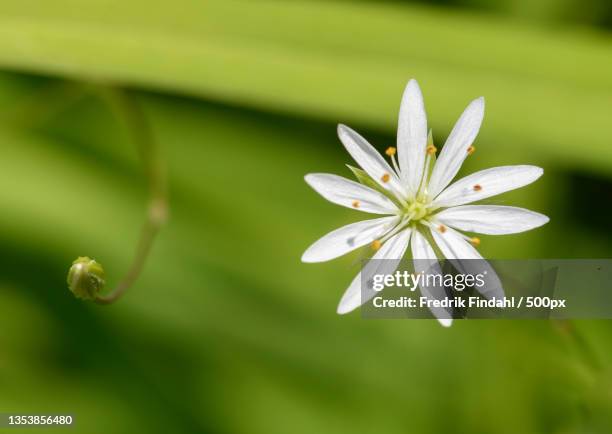 close-up of white flowering plant,sverige,sweden - blomma stock pictures, royalty-free photos & images