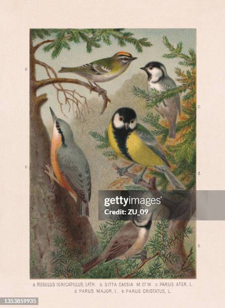 passeriformes: firecrest, nuthatch and tits, chromolithograph, published in 1887 - nuthatch stock illustrations