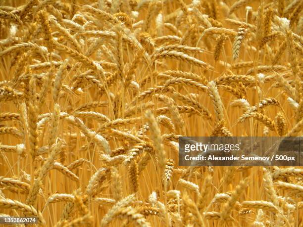 full frame shot of wheat field,kharkiv,ukraine - wheat stock-fotos und bilder