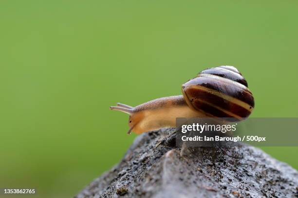 close-up of snail on rock,united kingdom,uk - snail stock pictures, royalty-free photos & images