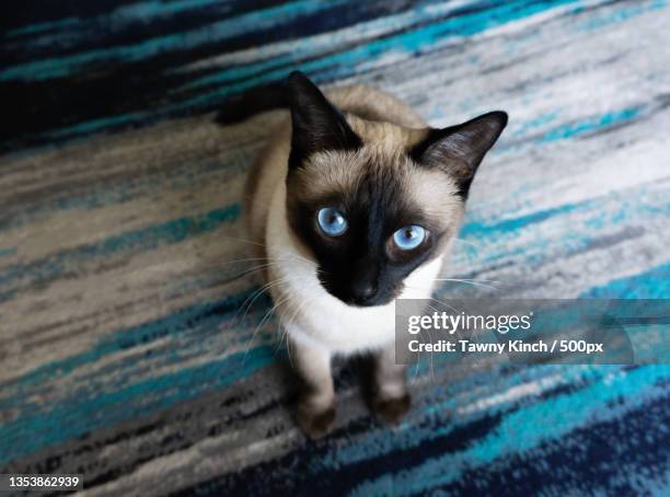 high angle portrait of cat on hardwood floor - siamese cat stock-fotos und bilder