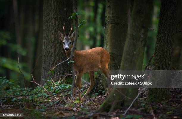portrait of roe white standing in forest - roe deer female stock pictures, royalty-free photos & images
