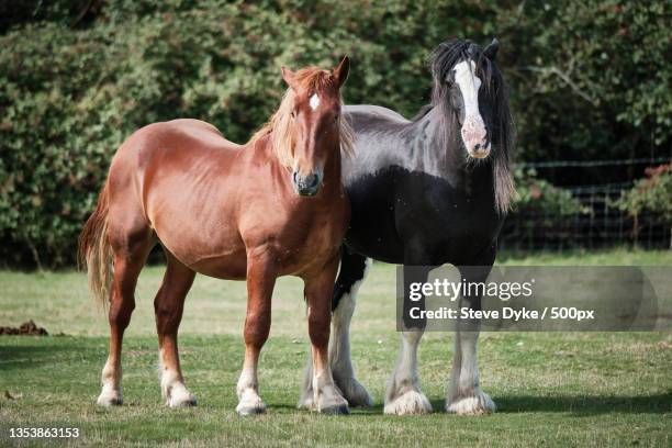 portrait of horses standing on field,twyford,reading,united kingdom,uk - zugpferd stock-fotos und bilder