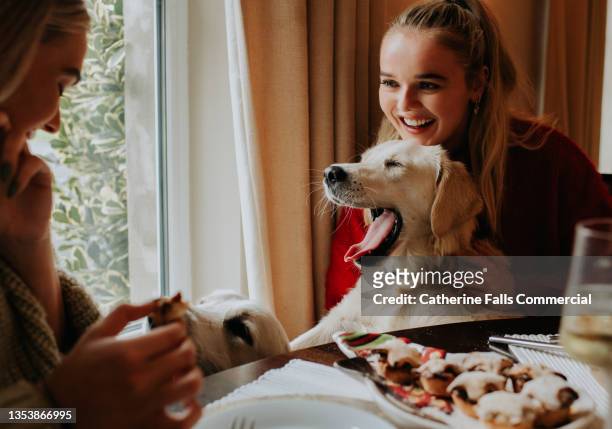 two young woman sit a dining table with a golden retriever perched between them - dog stealing food stock-fotos und bilder