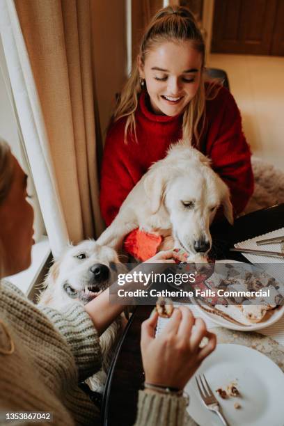 two golden retrievers sit between two young woman. one mischievously grabs a mince pie as they half heartedly attempt to stop him, taking it in good humour - dog stealing food stock-fotos und bilder