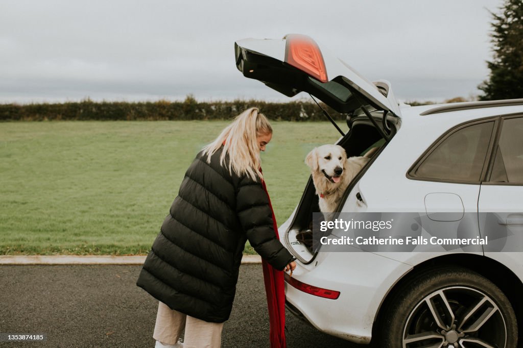A golden retriever sits in a car boot / trunk, anticipating a journey, his young female owner stands beside him
