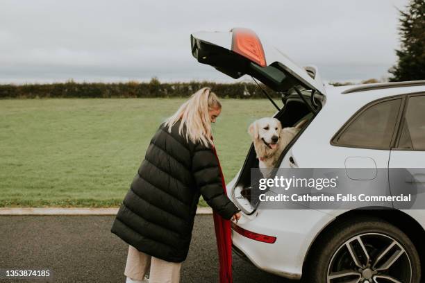 a golden retriever sits in a car boot / trunk, anticipating a journey, his young female owner stands beside him - veículo com carroçaria de dois volumes com três ou cinco portas imagens e fotografias de stock